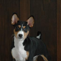 Basenjis from Flutesong Basenjis