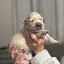 Roumie- pink girl - Dark golden female Golden Retriever puppy in Indianapolis, Indiana from ZuGolden Retrievers & Doodles