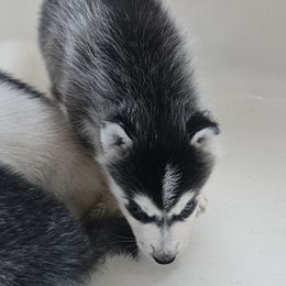 Pomsky Puppies from Peoria Pomskies