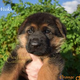 Orange - Black and red male German Shepherd puppy in Orlando, Florida from AceHaven Canines