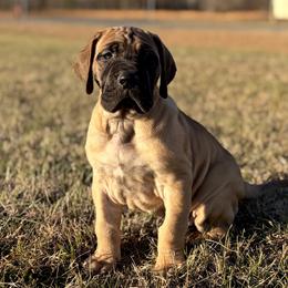 Thalia - Fawn female Great Dane puppy in Scottsburg, Virginia from Virginia Great Danes