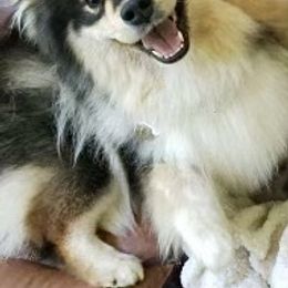 Finnish Lapphund All Grown Up from Forest Trail Finnish Lapphunds