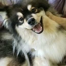 Finnish Lapphund All Grown Up from Forest Trail Finnish Lapphunds