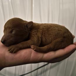 Mars - Red  male Poodle puppy in Chandler, Arizona from Fabi toy Poodle