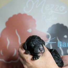 Barkley - Black male Poodle puppy in Spring Branch, Texas from Mezzo Poodles