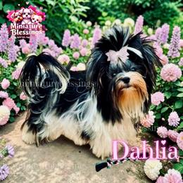 Dahlia - Biewer Terrier