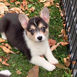 Coraline - Black and tan female Pembroke Welsh Corgi puppy in Northwood, Iowa from Sorrel Sands Corgis