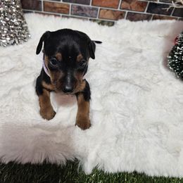 Lady Bleu Johnson - Black and tan female Miniature Pinscher puppy in Baton Rouge, Louisiana from Pike's Pups