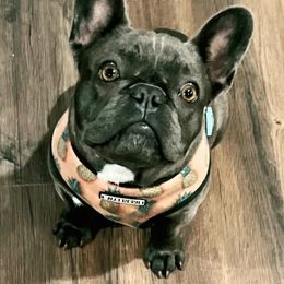Asia - French Bulldog