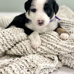 Aussiedoodle Puppies from Ever After Mini Doodles