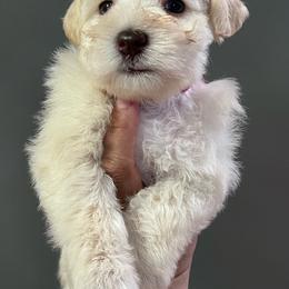 Cali - White female Miniature Schnauzer puppy in Lehigh Acres, Florida from Regency Schnauzer