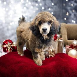 Poodle Puppies from Impressive Cartwright Poodles