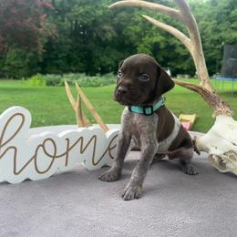 Teal girl - Liver roan female German Shorthaired Pointer puppy in Liberty, North Carolina from White Barn Kennels LLC