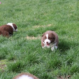 Australian Shepherd Puppies from Starlit Grove Australian Shepherds