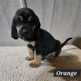 Orange Collar - Black and tan male Bloodhound puppy in Gillette, Wyoming from Whispering Winds Homestead 307