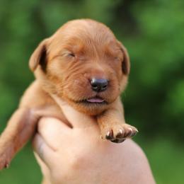 2nd choice - Dark golden female Golden Retriever puppy in Lucasville, Ohio from Trusting Hearts Kennel