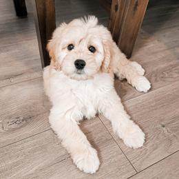Goldendoodle Puppies from Sandy Creek Doodles