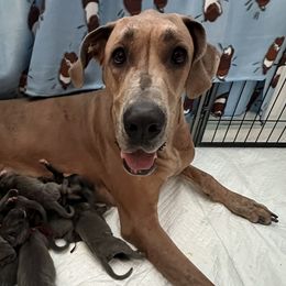 Great Danes from Cable Creek Danes