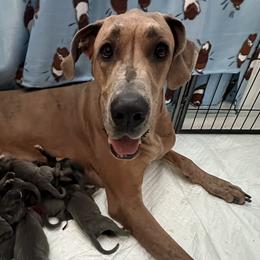Great Danes from Cable Creek Danes