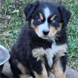 Elaina - Black tri female Miniature Australian Shepherd puppy in Crestline, California from Haugen's Minis