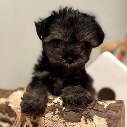 Patsy - Salt and pepper female Miniature Schnauzer puppy in Stevenson, Alabama from Rivers Edge Schnauzers by Joyce Clark
