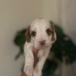 Boy 2 - Blenheim male Cavapoo puppy in Sacramento County, California from Sac-Town Poodles and Doodles
