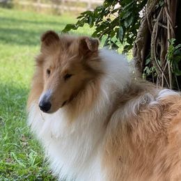 Morgan - Collie