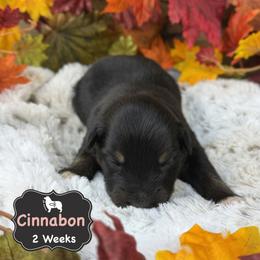 Cinnabon - Black tri-color female Australian Shepherd puppy in El Dorado Springs, Missouri from OR Aussies