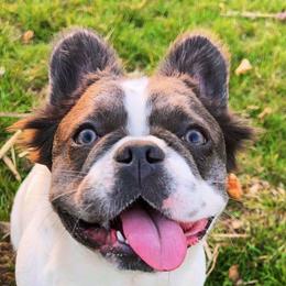 Nalah - French Bulldog