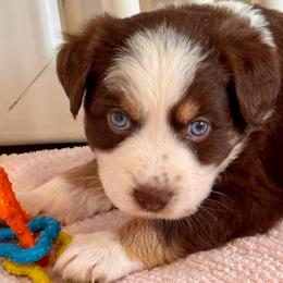 Biscuit Jr. - Red tri-color male Australian Shepherd puppy in Ramona, California from Blue Moon Aussies