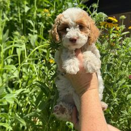 Taffy - Parti female Goldendoodle puppy in Etna, California from SRS Goldendoodles