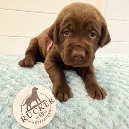 Pink Collar Chocolate Female - Chocolate female Labrador Retriever puppy in Gainesville, Georgia from Rucker Retrievers