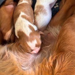 Corbin Owen 2 - Blenheim male Cavalier King Charles Spaniel puppy in Lambertville, Michigan from Dream Dog LLC