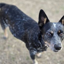 Dani - Australian Cattle Dog