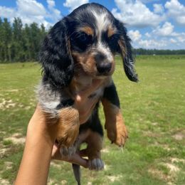 Dachshund Puppies from Suwannee River Doxies