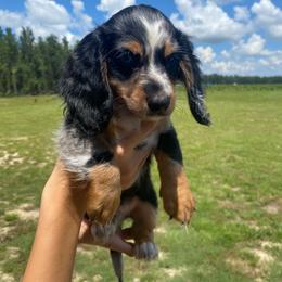 Dachshund Puppies from Suwannee River Doxies