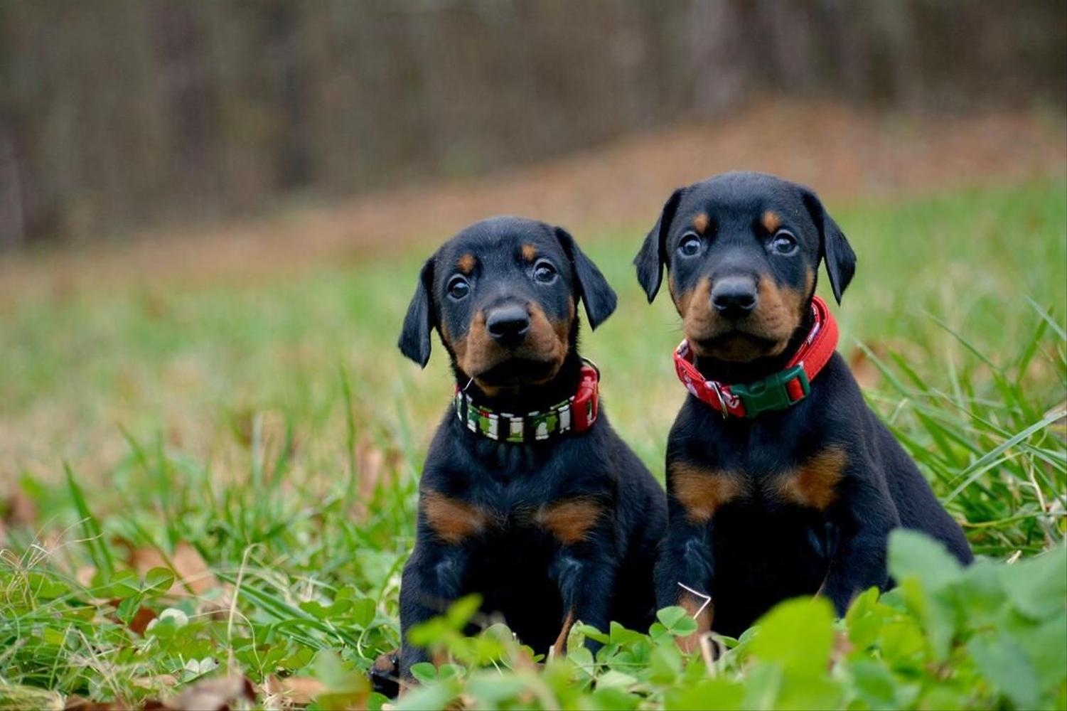 2 Doberman puppies sit in grass, both have collars on