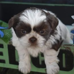 Cocker Spaniels and Shih Tzus from Little House Shih Tzus and Cocker Spaniels