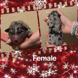 Jolly - Blue merle female Miniature Australian Shepherd puppy in North Lakeport, California from Wild Rose Ranch