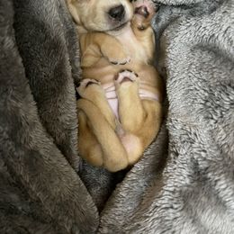 Dachshund Puppies from MNE Miniature Dachshunds