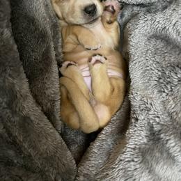 Dachshund Puppies from MNE Miniature Dachshunds