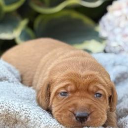 Garnet - Yellow female Labrador Retriever puppy in Puyallup, Washington from 12 Door Farm Labradors