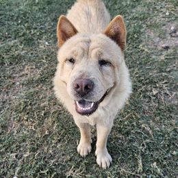 Rita - Chow Chow