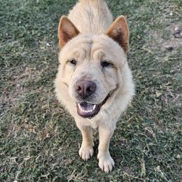 Rita - Chow Chow