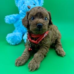 Goldendoodle and Poodle Puppies from Katy's Toy Poodles & Doodles