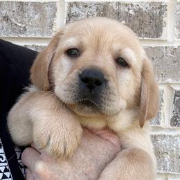 Purple collar - Yellow female Labrador Retriever puppy in Clinton, Tennessee from Summer Rose