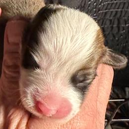 Pistachio - Sable male Pembroke Welsh Corgi puppy in Lima, New York from Hickory Springs Corgis