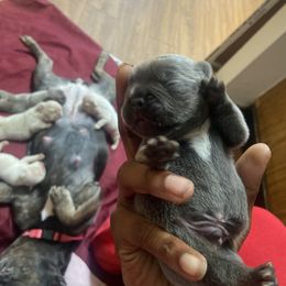 French Bulldog Puppies from Barters kennel