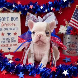 Lilac Boy - Black and white male Boston Terrier puppy in San Antonio, Texas from JT Bostons