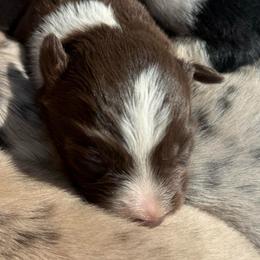 Tully - White and red female Border Collie puppy in North Lakeport, California from Wild Rose Ranch